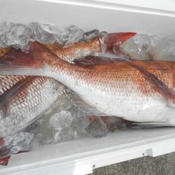 こうゆう丸 釣果