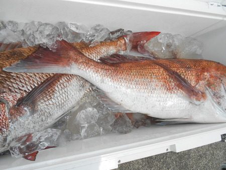 こうゆう丸 釣果