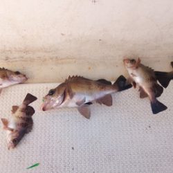 弘福丸 釣果