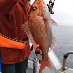 遊漁船 新鋭丸 釣果