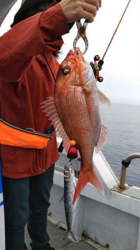 遊漁船 新鋭丸 釣果