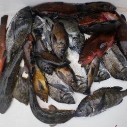 TOPGUN名古屋 釣果