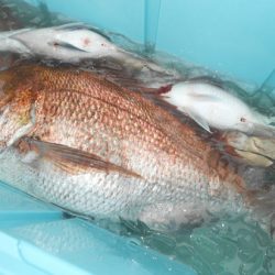 こうゆう丸 釣果