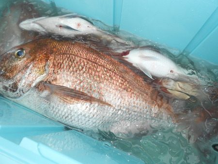 こうゆう丸 釣果