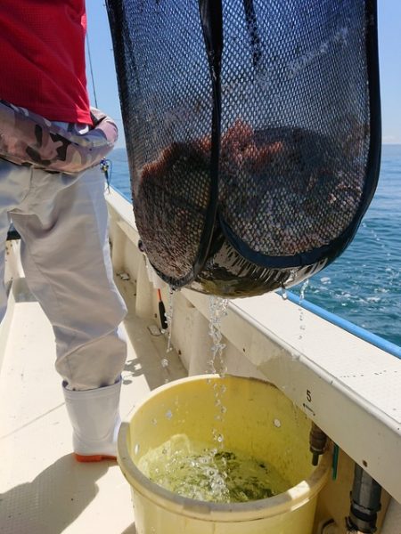たかみ丸 釣果