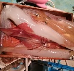 松福丸 釣果