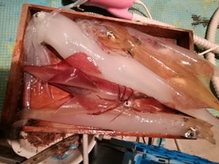 松福丸 釣果