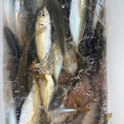 宝昌丸 釣果