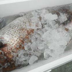 こうゆう丸 釣果