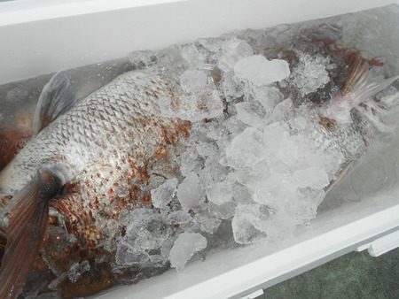 こうゆう丸 釣果