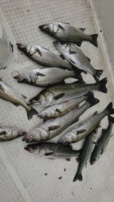 明康丸 釣果