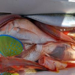 遊漁船 新鋭丸 釣果