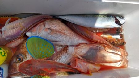 遊漁船 新鋭丸 釣果