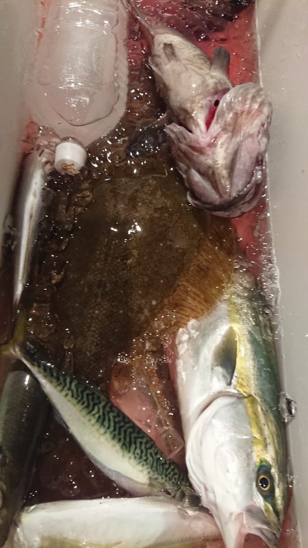 魁皇 釣果