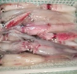 松福丸 釣果