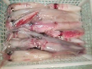 松福丸 釣果