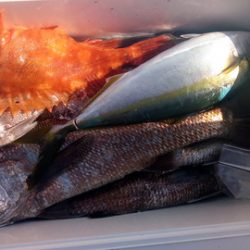 弘福丸 釣果
