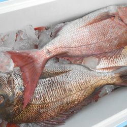 こうゆう丸 釣果