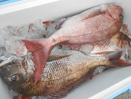 こうゆう丸 釣果