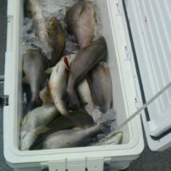 第二大福丸 釣果