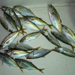 TOPGUN名古屋 釣果