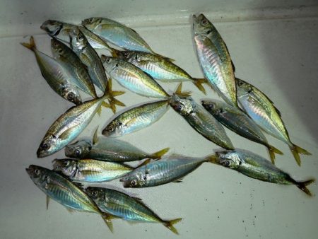 TOPGUN名古屋 釣果