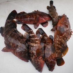 TOPGUN名古屋 釣果