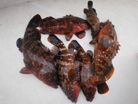 TOPGUN名古屋 釣果