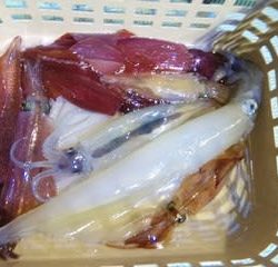 松福丸 釣果