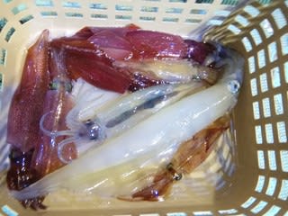 松福丸 釣果