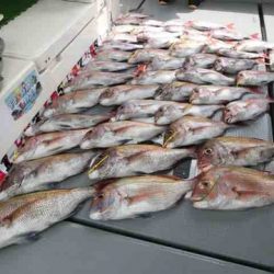 遊漁船 セトマリン 釣果