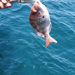 遊漁船 ニライカナイ 釣果