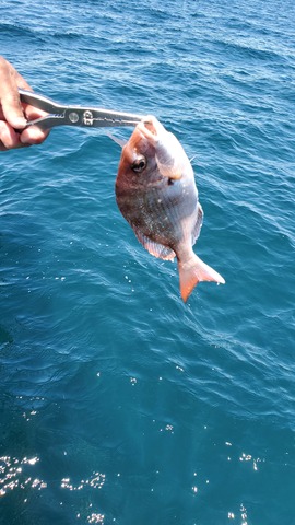 遊漁船 ニライカナイ 釣果