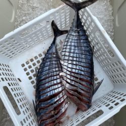 へいみつ丸 釣果