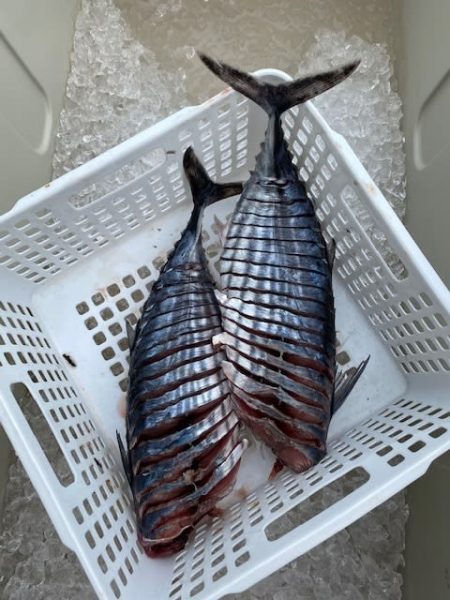 へいみつ丸 釣果