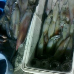 第二大福丸 釣果