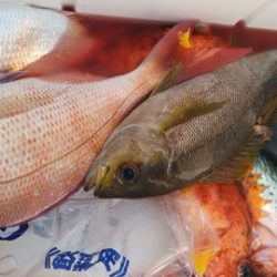 遊漁船 新鋭丸 釣果