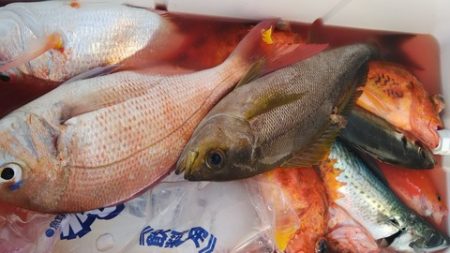 遊漁船 新鋭丸 釣果