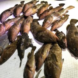 Magic（マジック） 釣果