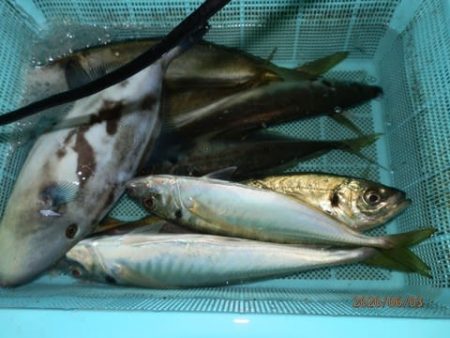 第二むつ漁丸 釣果