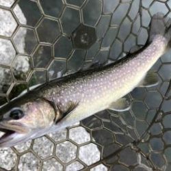 フィッシング サンクチュアリ 釣果