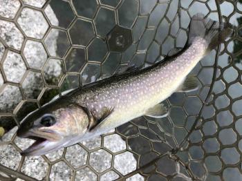 フィッシング サンクチュアリ 釣果