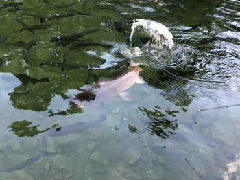 フィッシング サンクチュアリ 釣果