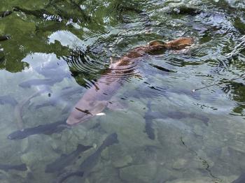 フィッシング サンクチュアリ 釣果