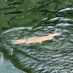 フィッシング サンクチュアリ 釣果