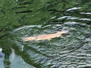 フィッシング サンクチュアリ 釣果