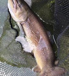 フィッシング サンクチュアリ 釣果