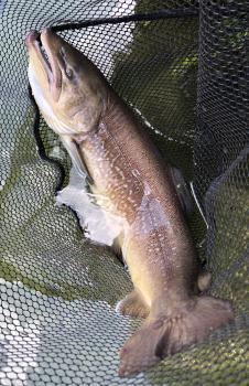 フィッシング サンクチュアリ 釣果