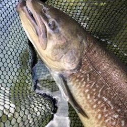 フィッシング サンクチュアリ 釣果