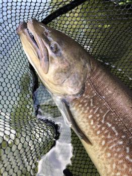 フィッシング サンクチュアリ 釣果